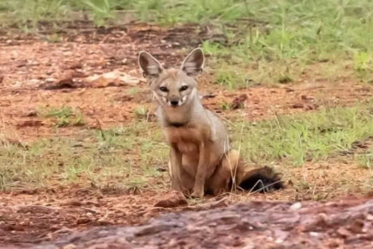 बाघ और हाथियों के बाद अब गांवों पर लोमड़ियों के हमले