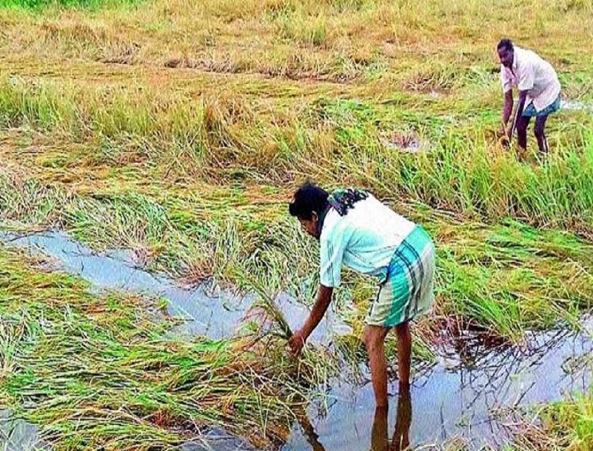 भारी बारिश से फसलें बर्बाद, कटाई के समय किसानों को नुकसान भारी बारिश से फसलें बर्बाद, कटाई के समय किसानों को नुकसान