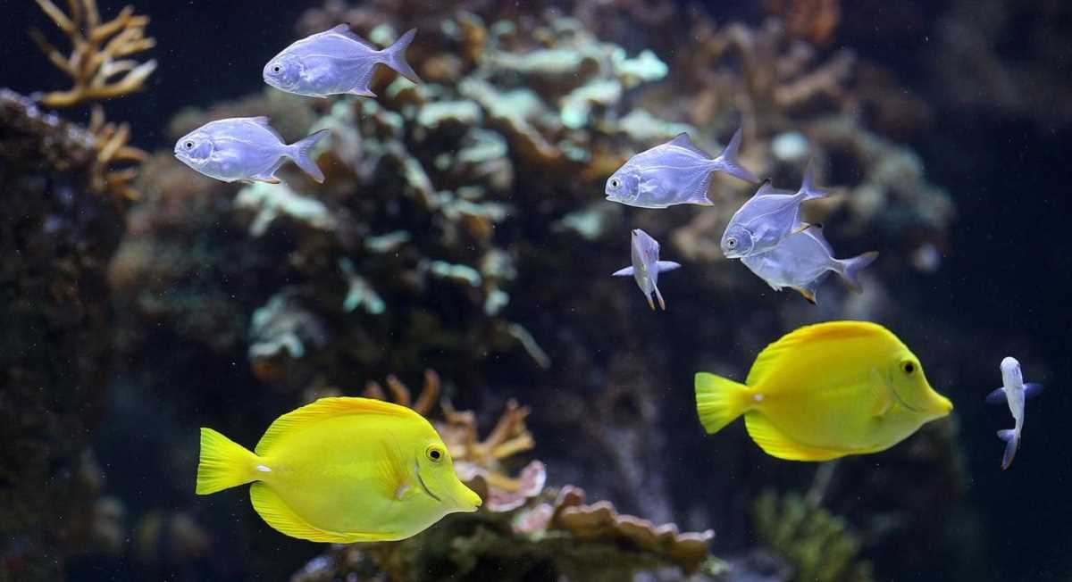 खराब एयर कंडिशनर का कमाल, अंडे देने लगीं मछलियां