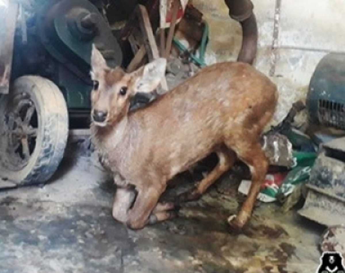 प्रयागराज में आवारा कुत्तों ने ले ली 21 हिरण व एक चिंकारा की जान