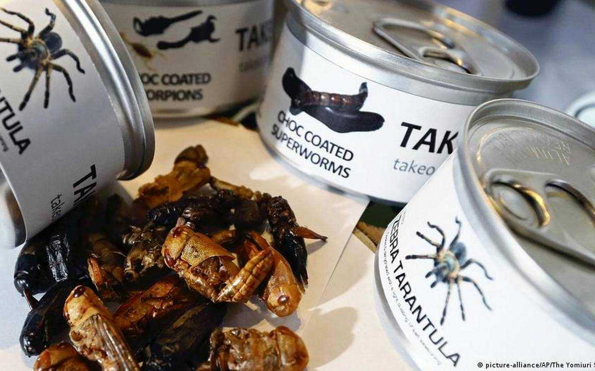 स्वाद और सेहत के लिए जापान में बढ़ रहा है कीट-पतंगों का व्यापार
