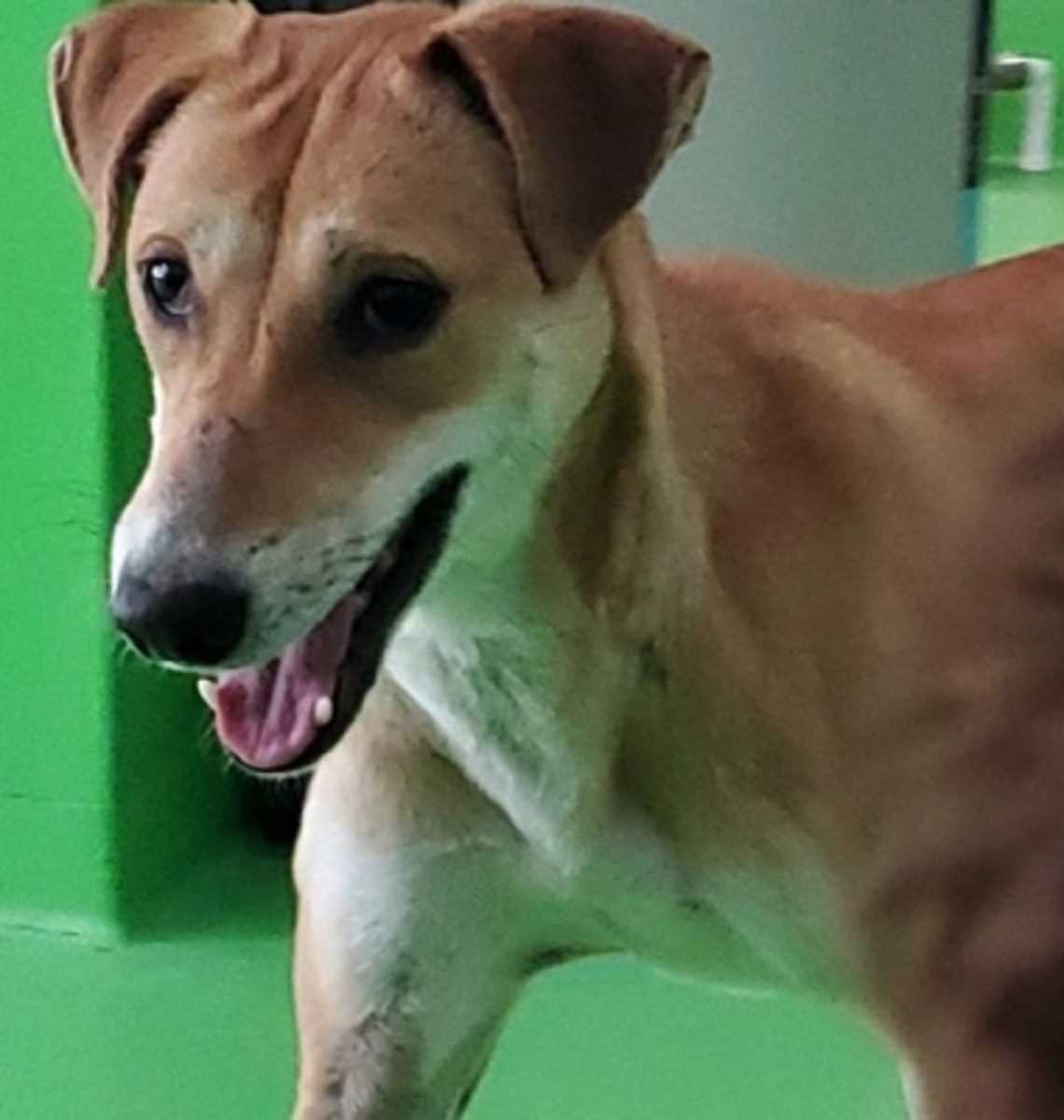 कुत्ते की लाश कब्र से निकाल कर दोबारा पोस्टमार्टम होगा, कानपुर में डॉग मर्डर मिस्ट्री गहराई कुत्ते की लाश कब्र से निकाल कर दोबारा पोस्टमार्टम होगा, कानपुर में डॉग मर्डर मिस्ट्री गहराई