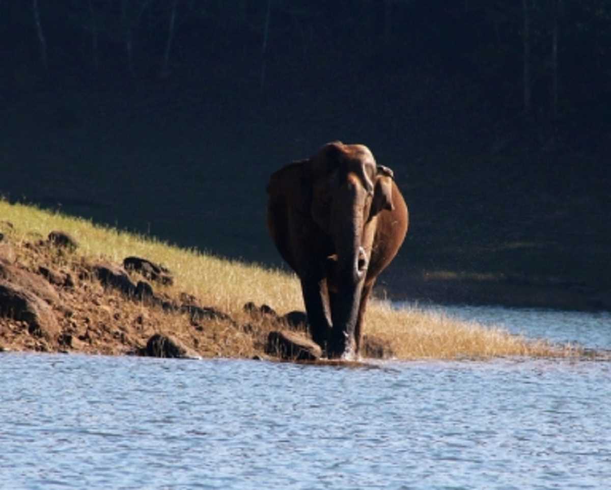 हाथी पर गोली चलाने के आरोप में खेत का मालिक गिरफ्तार हाथी पर गोली चलाने के आरोप में खेत का मालिक गिरफ्तार