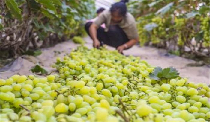 एआरआई पुणे ने विकसित की रसीले अंगूर की नई किस्म