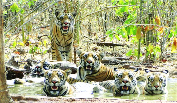 एटीआर में बढ़ी बाघ, तेंदुओं की संख्या