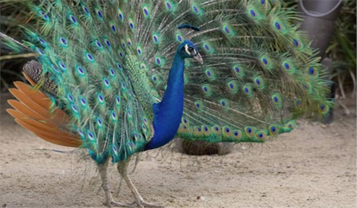 एक दर्जन से अधिक मोरों की मौत