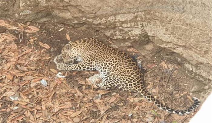 गुजरात में नदी में डूब कर तेंदुए की मौत