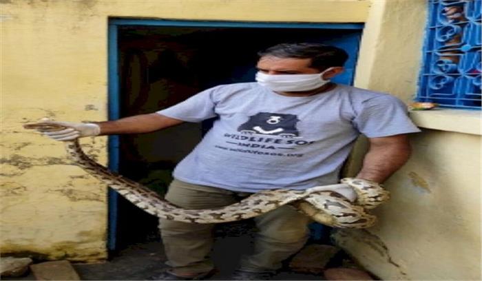 आगरा : सीवेज पाइप से 6 फुट लंबे अजगर को बचाया गया
