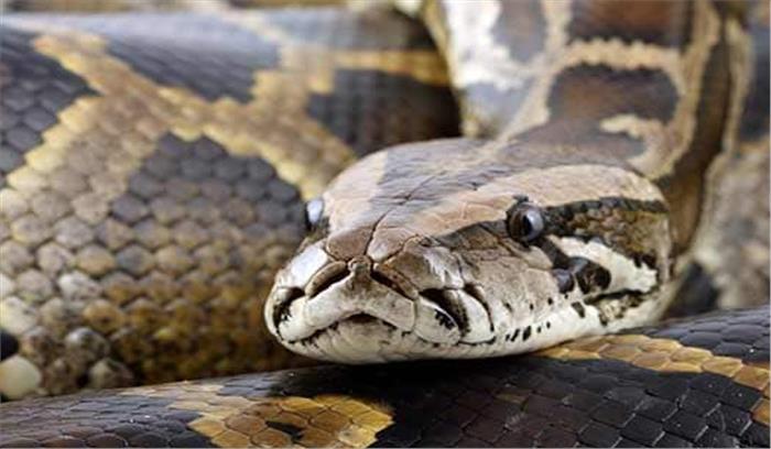 आगरा में खेत से दो अजगरों को पकड़ा गया