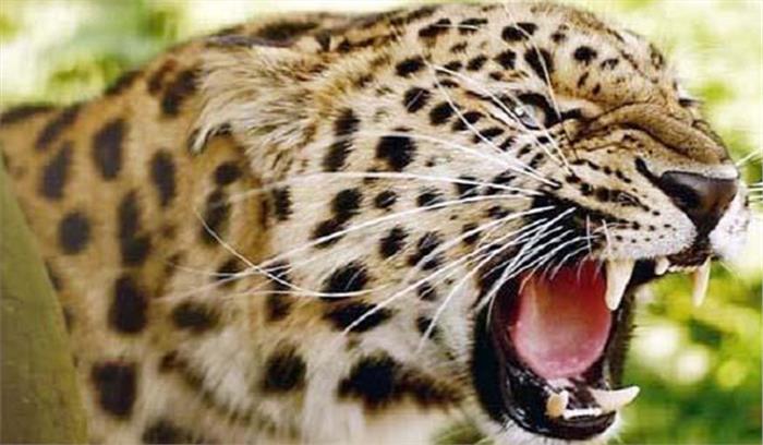 कृषि फ़ार्म में करंट लगने से तेंदुए की मौत