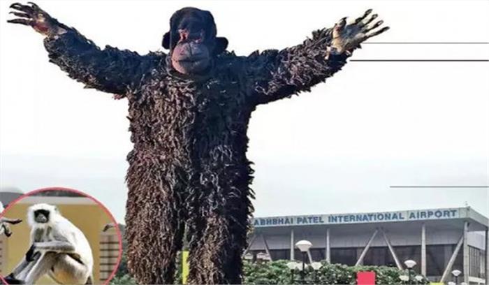हवाई अड्डे से लंगूरों को भगाने के लिए भालू जैसी पोशाक का प्रयोग सफल, अब होगा अमल - गंगल