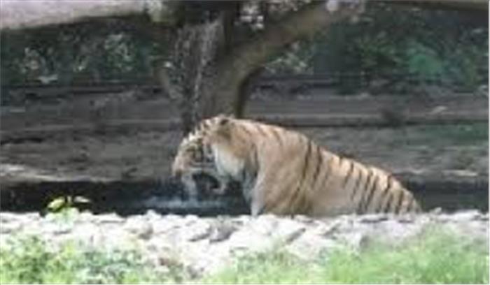 झारखंड के पलामू रिजर्व में 3 बाघ : अधिकारी