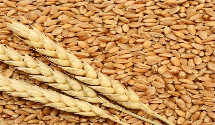 देशभर में करीब 7 फीसदी घटा गेहूं का रकबा देशभर में करीब 7 फीसदी घटा गेहूं का रकबा