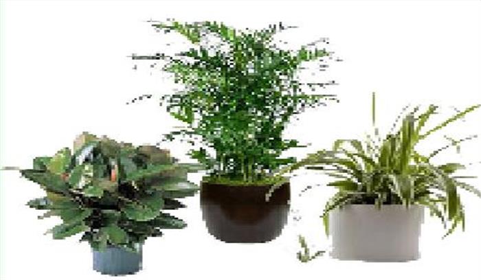 सभी लोग एक-एक पौधा लगाकर दिल्ली को हरा-भरा बनाने में योगदान दें- मुकेश गोयल 