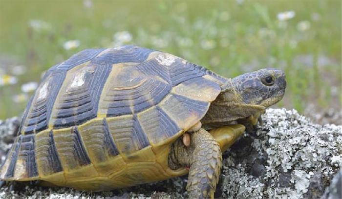 इलाहाबाद: कछुआ अभयारण्य की होगी स्थापना