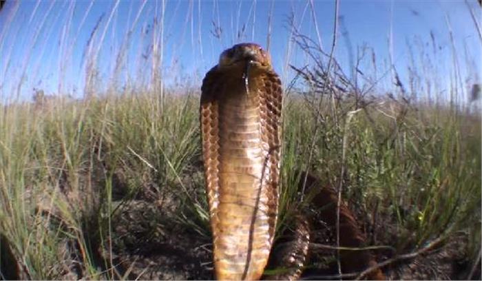 अनशन में बैठे कर्मचारी को सांप ने डसा