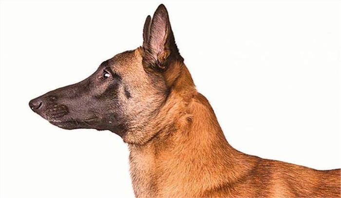 अमरनाथ यात्रा की सुरक्षा की खातिर 35 श्वान दस्ते होंगें शामिल अमरनाथ यात्रा की सुरक्षा की खातिर 35 श्वान दस्ते होंगें शामिल