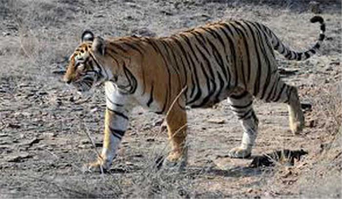 अमेरिका में एक बाघिन कोरोना से संक्रमित