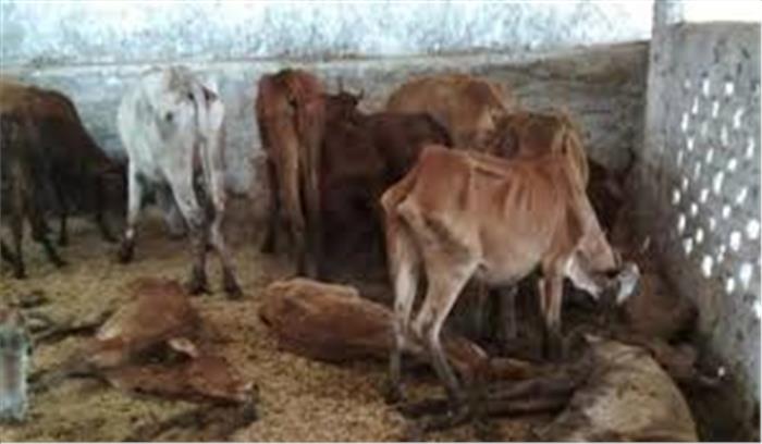 विजयवाड़ा में एक गौशाला में 100 गायों की मौत