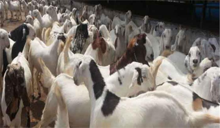 मथुरा में 9 नवम्बर से भेड़ बकरी की समस्याओं पर केन्द्रित राष्ट्रीय संगोष्ठी