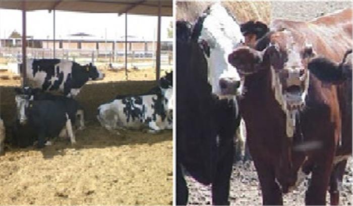 पशुओं को लू लगने से बचाने की अपील पशुओं को लू लगने से बचाने की अपील