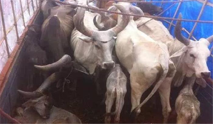 महोबा में 3 पशु तस्करों को किया गिरफ्तार, 12 गोवंश बरामद