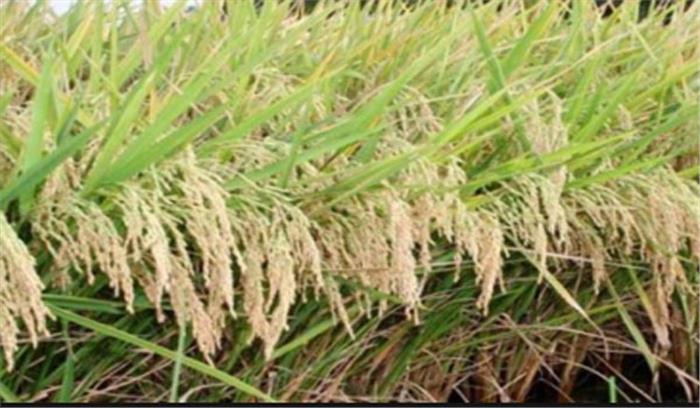 Union Budget 2018: खरीफ फसलों के लिए एमएसपी 1.5 गुना होगा