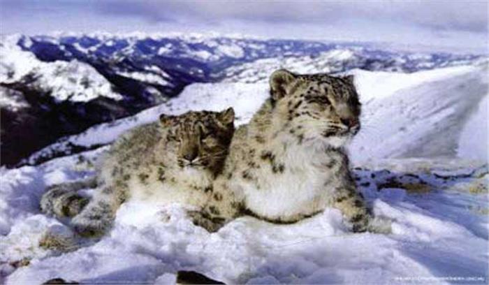 अरुणाचल में मिला हिम तेंदुआ