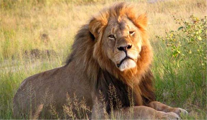 गुजरात के गिर वन में आठ दिन में  11 शेरों की मौत