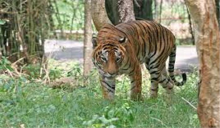 असम: राष्ट्रीय उद्यान में वन्यकर्मियों  ने 2 शिकारियों को मार गिराया