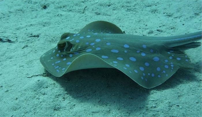 आस्ट्रेलिया : समुद्र तट पर स्टिंगरे मछली के हमले से तैराक की मौत​​​​​​​​​​​​​​