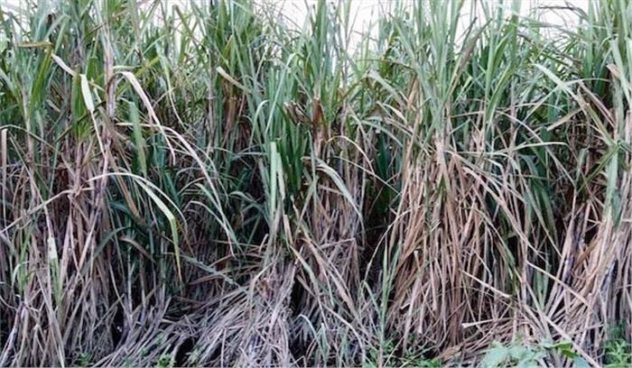 खेत में मिला युवती का शव 