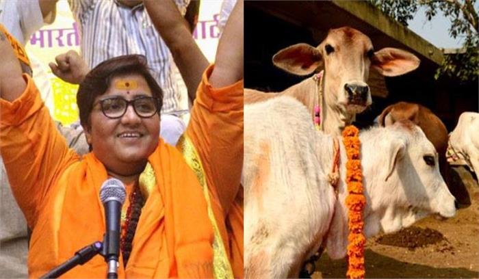 प्रज्ञा ठाकुर ने किया दावा- गो मूत्र लेती हूं इसलिए नहीं हुआ कोरोना