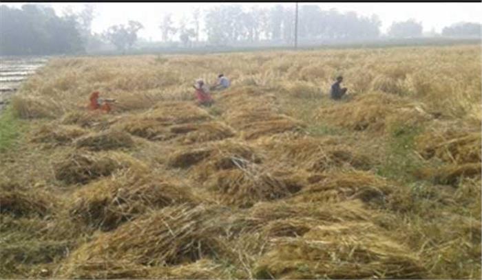 किसानों ने विधायक के सामने जलाई फसल की होली