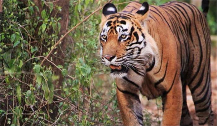 बिहार में बाघ के हमले से किसान की मौत