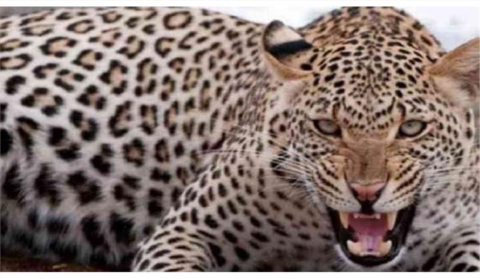 बहराइच में तेंदुए के हमले से युवक घायल