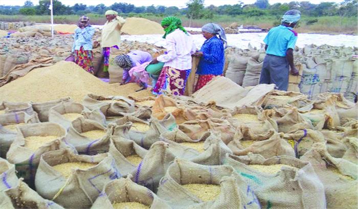 धान की बम्फर आवक से फिर से प्रभावित हो सकती खरीदी