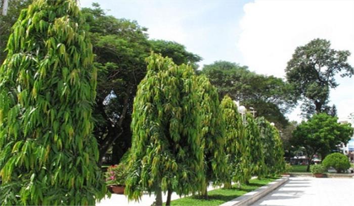 उत्तर प्रदेश: 15 अगस्त तक 22 करोड़ वृक्ष लगाने का लक्ष्य निर्धारित