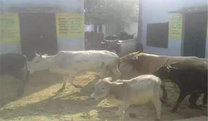 उप्र : गौवंशों ने 500 बीघे की फसल बर्बाद की