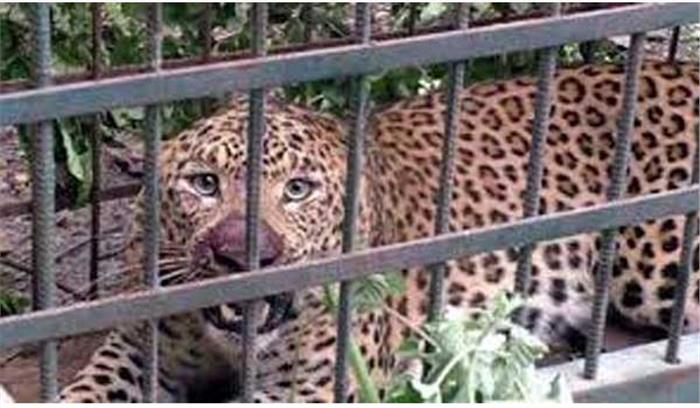 मध्यप्रदेश में आदमखोर तेंदुआ पकड़ा गया