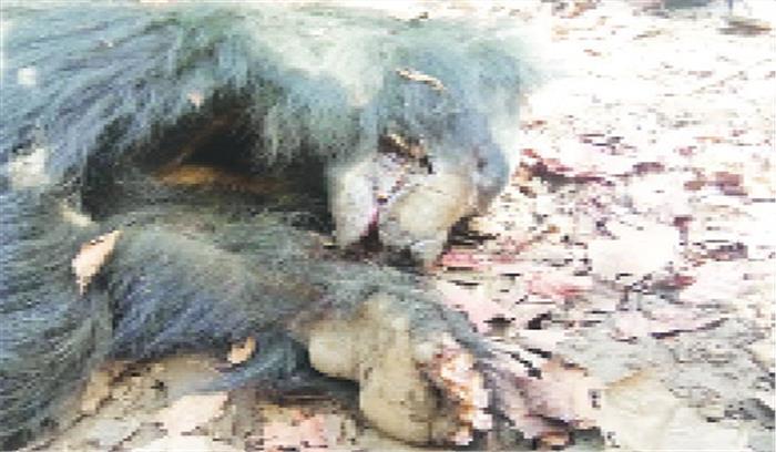 विस्फोटक चबाने से भालू की मौत