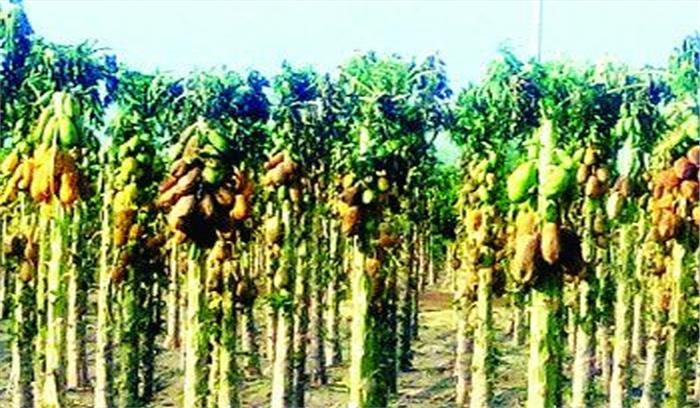 बेमेतरा : मध्यान्ह भोजन के मेन्यू को लेकर शिक्षा विभाग ने कलेक्टरों को लिखा पत्र