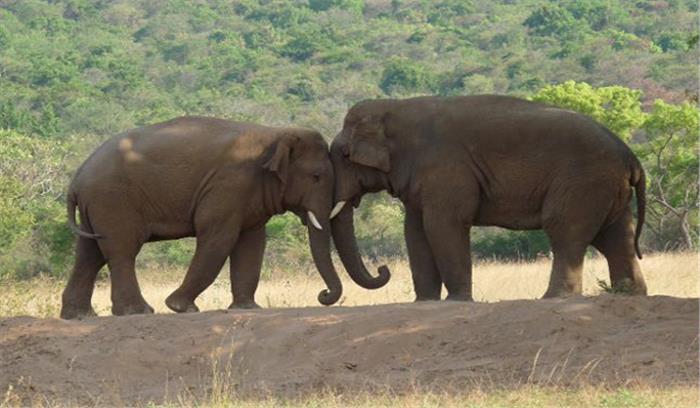 बंगाल में करंट लगने से 2 हाथियों की मौत बंगाल में करंट लगने से 2 हाथियों की मौत