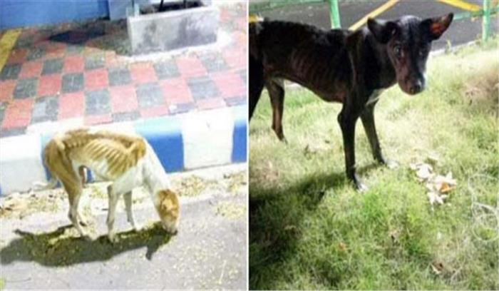 फीफा वर्ल्ड कप के लिए कुत्तों को भूखा मार दिया ममता सरकार ने ?