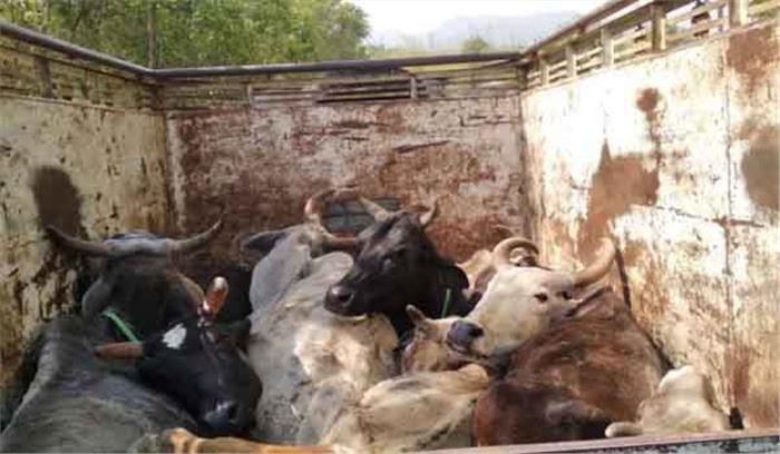 राजस्थान : गोतस्करों से 62 पशुओं कराये गए मुक्त 