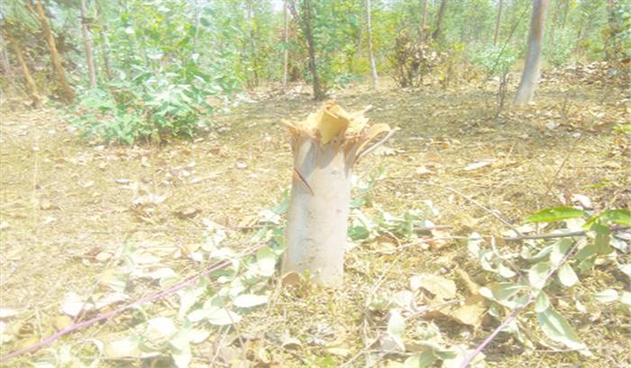 वन विकास निगम के  प्लांटेशन में  सैकड़ों पेड़ों की  कटाई