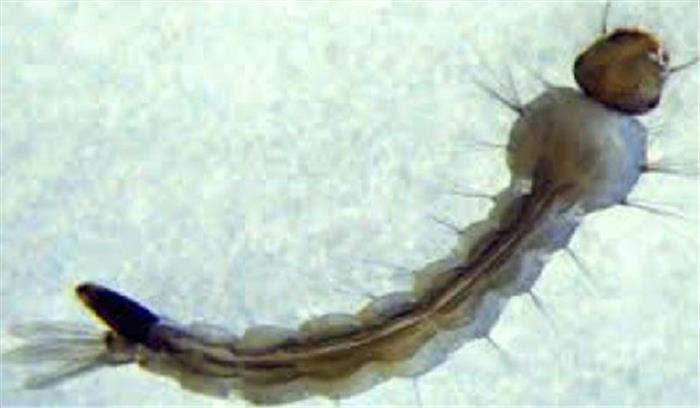 अधिकारियों के बंगलों में पनपता डेंगू के लार्वा