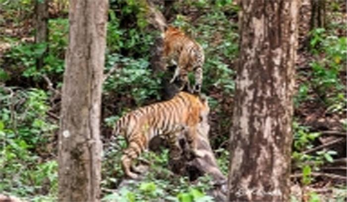 नौरादेही में बाघ पुर्नस्थापना का प्रयोग सफल, 3 शावकों के साथ दिखी बाघिन