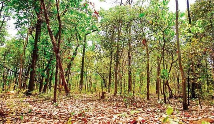 ईको सिस्टम को संतुलित करने बढ़ाना होगा 6 प्रतिशत वन क्षेत्र