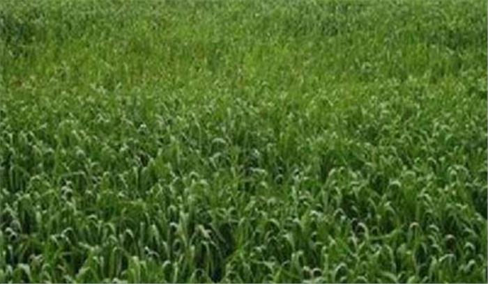 पुलिस ने खेत से बरामद किया विवाहिता का शव